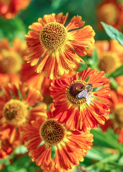 Gaillardia çiçekleri, parlak çiçek arka plan, bir çiçek üzerinde arı.