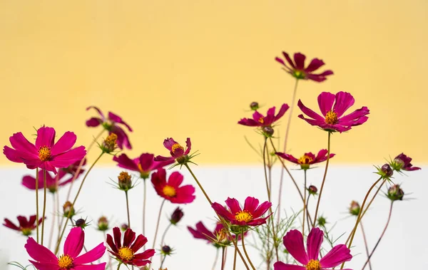 Hintergrund Aus Roten Blumen Und Einer Weißen Gelben Wand — Stockfoto