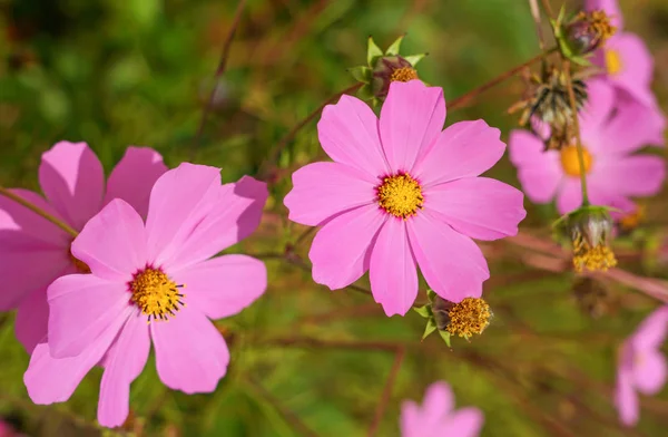 Cosmea Flores Fundo Floral Brilhante — Fotografia de Stock