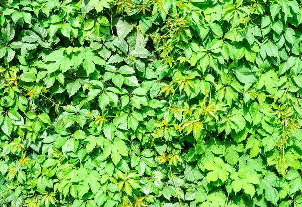Декоративные Листья Винограда Прочный Фон — стоковое фото