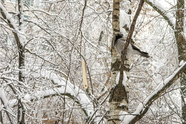 Corvo em um galho de árvore nevado — Fotografia de Stock