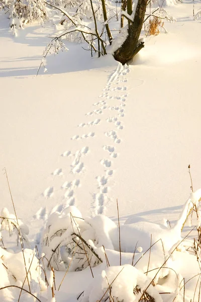 Traces of the animal in the snow — Stock Image Traces of the animal in the snow Royalty Free Stock Images