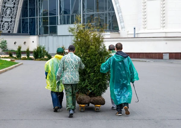 Quatre hommes portent un arbre sur un chariot — Photo