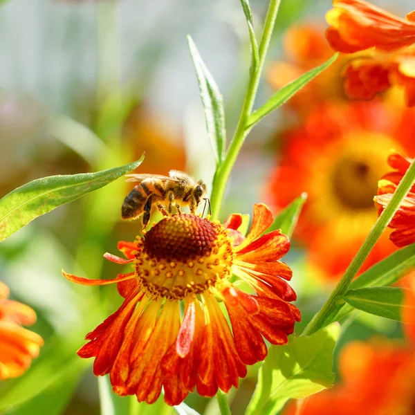 Las Flores Gaillardia Fondo Brillante Floral Abeja Flor — Foto de Stock