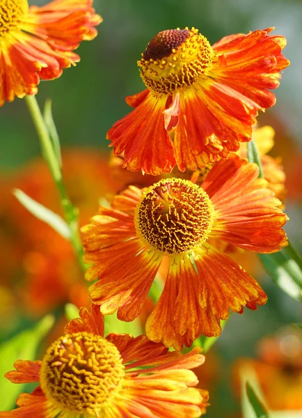 Flores Gaillardia Fondo Floral Brillante — Foto de Stock