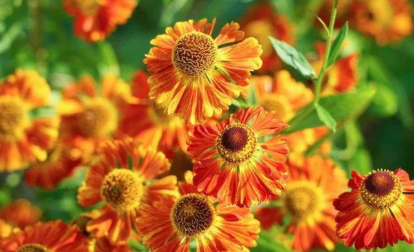 Gaillardia Blommor Ljust Blommig Bakgrund — Stockfoto