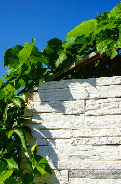 Green Leaves Grapes Blue Sky — Stock Photo, Image