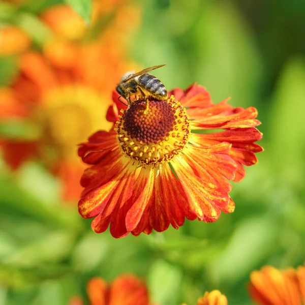 Gaillardia Blommor Ljust Blommig Bakgrund Bee Blomma — Stockfoto