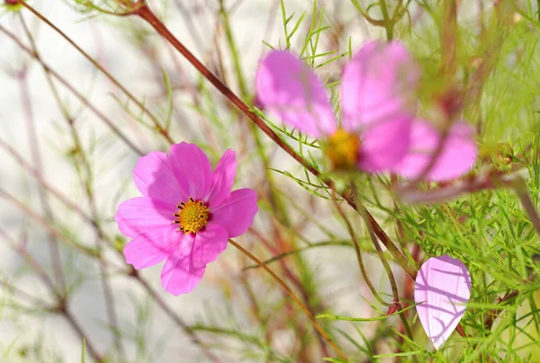 Kosmetikblumen Heller Floraler Hintergrund — Stockfoto