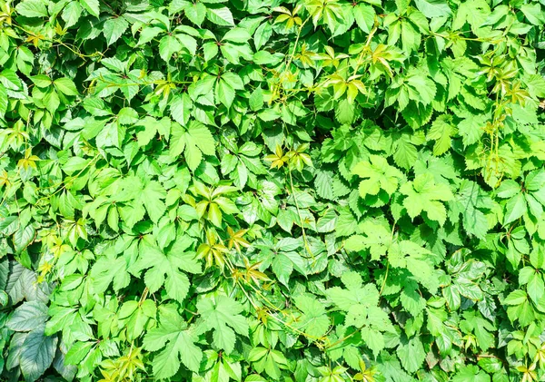 Decorative Grape Leaves Solid Background — Stock Photo, Image