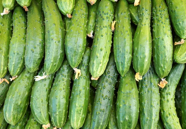 Verse groene komkommers met puistjes — Stockfoto