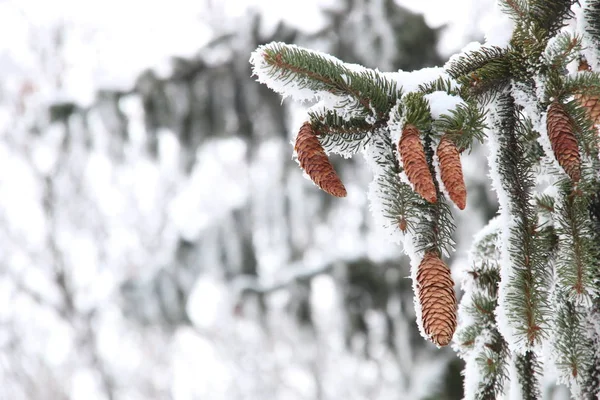 Bellissimo sfondo invernale, pino coperto di neve , — Foto Stock