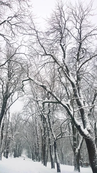 Vinter bakgrund, gränd i parken — Stockfoto