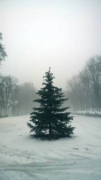 Parc d'hiver dans le brouillard, épicéa au premier plan . — Photo