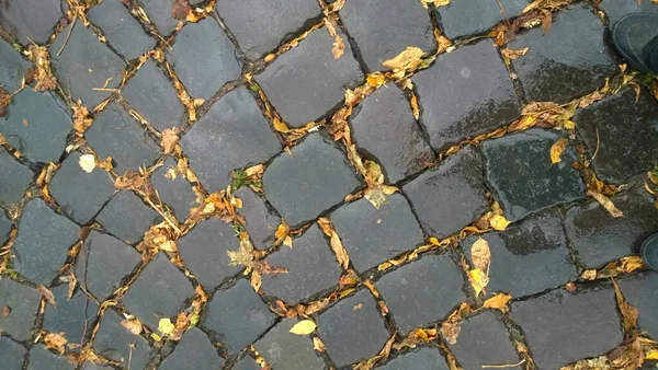 Wet cobblestones and fallen leaves, rain in the old city. — Stock Photo, Image