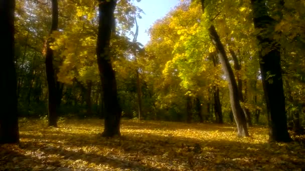 Beautiful autumn park. Leaves are falling. — Stock Video