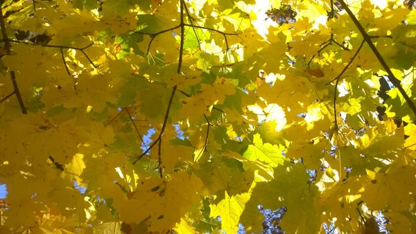 De belles feuilles jaunes sur un arbre. Le soleil brille à travers les feuilles . — Photo