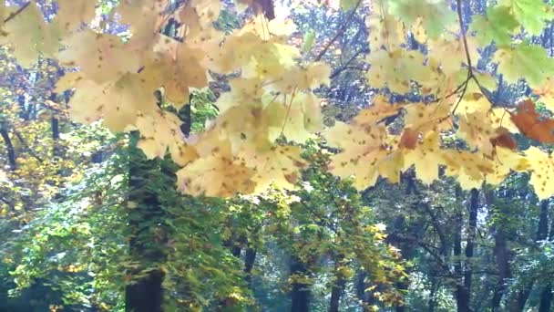 아름다운 노란 나뭇잎이 있는 나무. — 비디오
