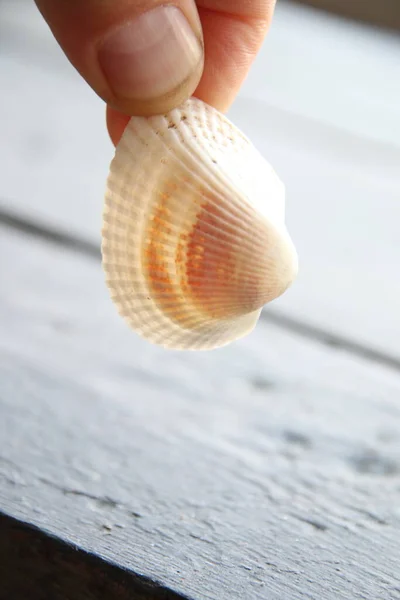 Mano sostiene concha marina, playa tiempo concepto creativo, — Foto de Stock