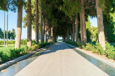 Anakkale Şehitleri Anıtı 'na giden ağaçlarla kaplı cadde, yükselen ağaçların doğal tünel efekti ve anıt manzarası yarattığı manzaralı yol.