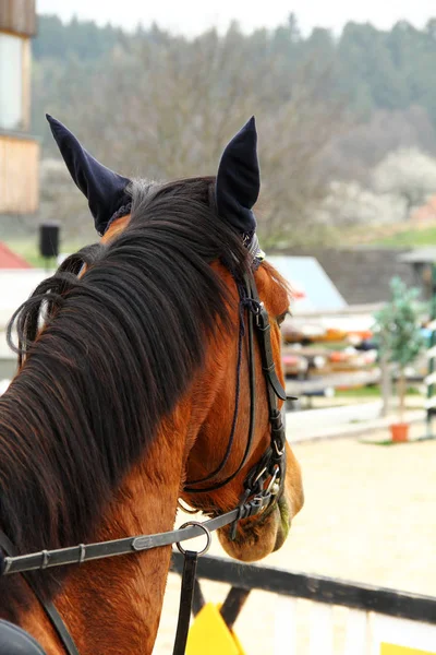Horse stallion in dressage with bridle and ears cap