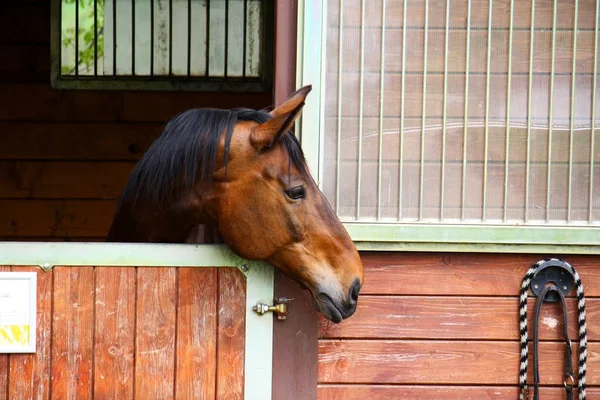 Head of a brown horse in a wooden stable, looks out
