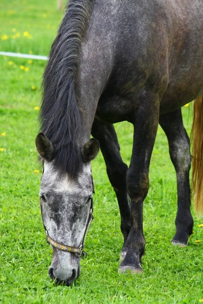 Nyári Legelőn Legeltetés Mare — Stock Fotó