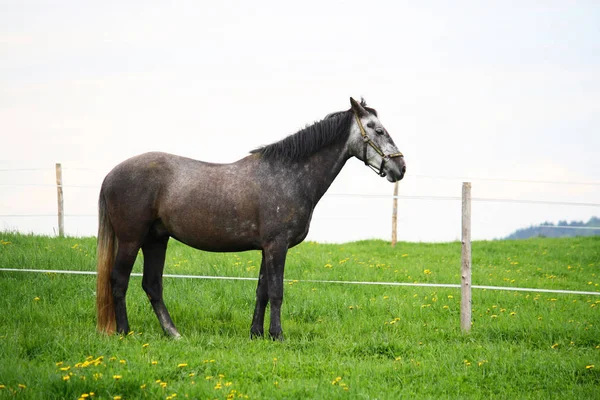 Cavalla Pascolo Estivo Cavallo Pascolo — Foto Stock