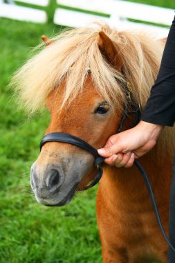 Mini midilli tarafından kadın elini tut