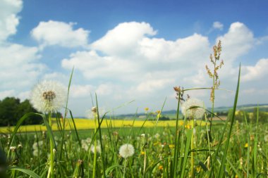 Baharda karahindiba ve yeşil çimenile çayır, mavi bulutlu gökyüzü