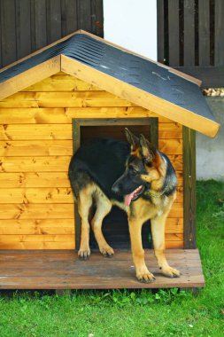 Alman çoban köpek ayakta kulübe
