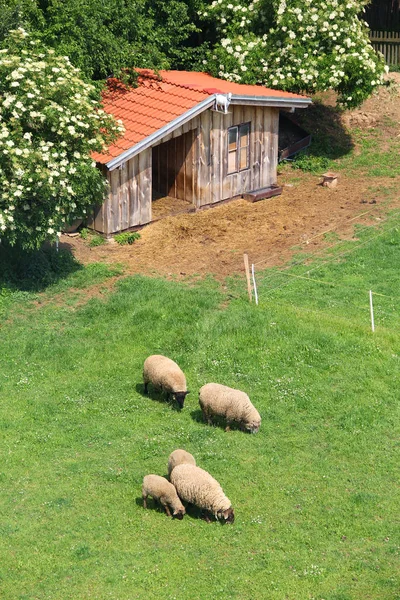 Plusieurs Pâturages Moutons Avec Une Maison Bois — Photo