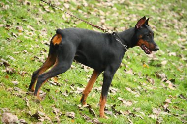 Doberman Pinscher sonbahar bahçe arka planda