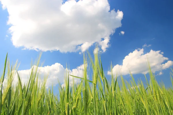 Πράσινο πεδίο σιτάρι και μπλε συννεφιασμένο ουρανό — Φωτογραφία Αρχείου