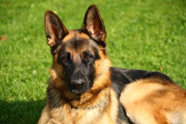 yeşil çim üzerinde Alman çoban köpeği portresi