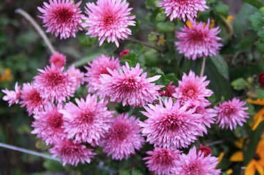 Pembe krizantem flowerbed içinde çiçek açmış..