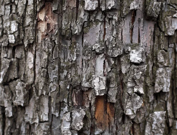 Kůra Dřevo Textury Pozadí — Stock fotografie