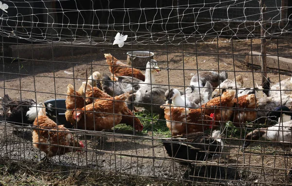 Chickens in the pen from the net