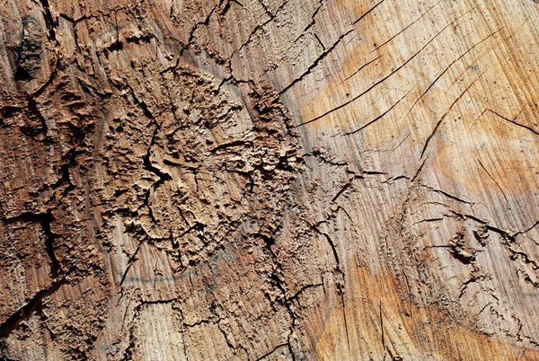Δέντρο Κοπεί Υφή Φόντου — Φωτογραφία Αρχείου