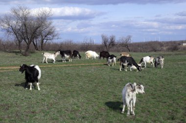 Keçiler çayırda otluyor.