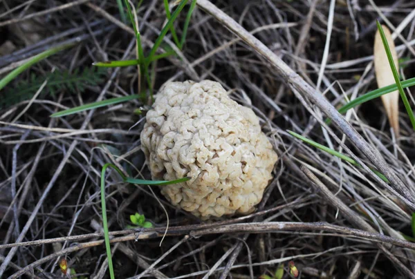 Morel Svamp Växer Gräset — Stockfoto