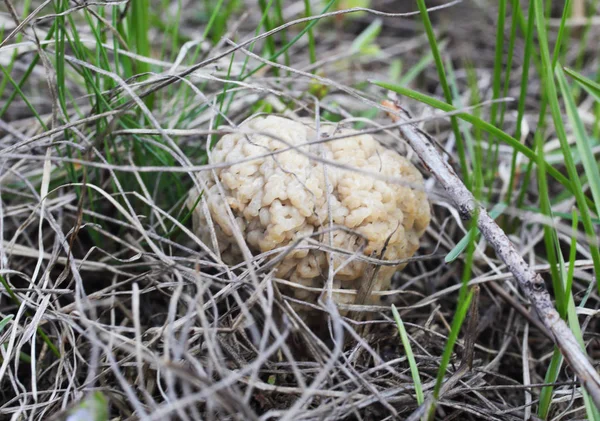 Morel Svamp Växer Gräset — Stockfoto