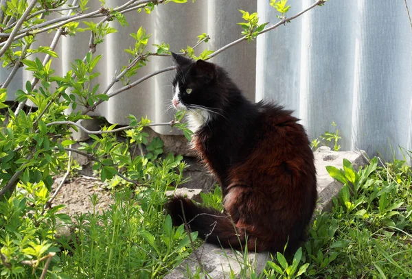 Kedi çitin yanında yerde oturuyor..