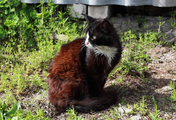 Кот Сидит Земле Возле Забора — стоковое фото