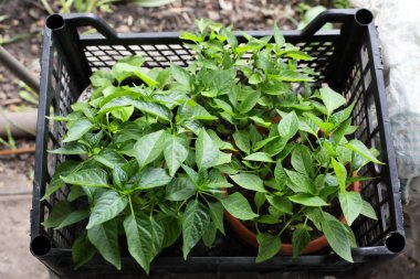 Bahçede dikim için fide, biber