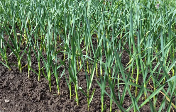 sarımsak tarla yataklarında yetişir