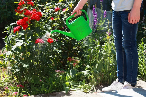 The guy is watering roses from the watering can on the flowerbed