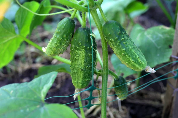 özel bir evin bahçesinde bahçede salatalık
