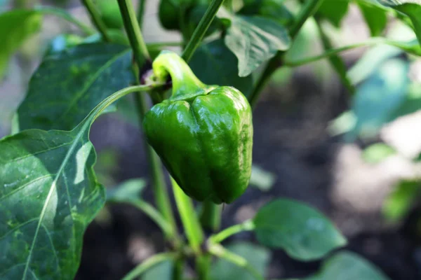 Sweet Bulgarian Pepper Grows Field Royalty Free Stock Photos