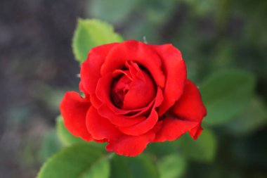 Gül çiçeği arka arka plan doku makro